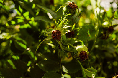 Close-up of red flowering plant