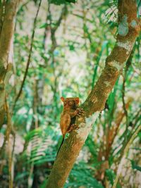 Squirrel on tree