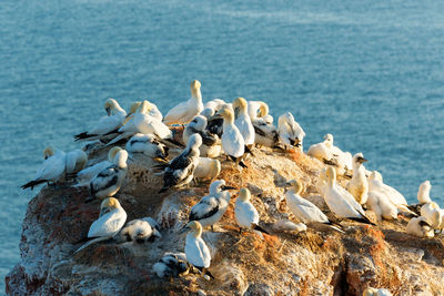 Birds sitting on a rock cliff