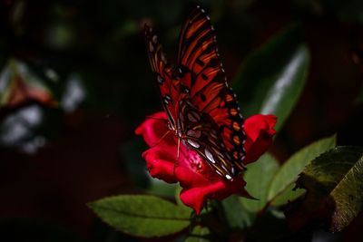 Close-up of butterfly pollinating on flower