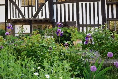 Purple flowers growing outdoors