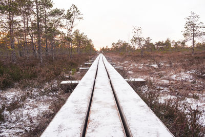 View of railroad tracks in forest