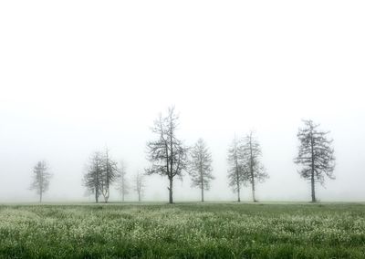 Trees on field against sky