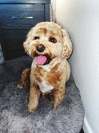 Portrait of dog sitting on floor