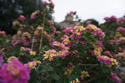 Close-up of pink flowers blooming against sky