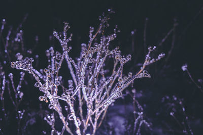 A branch covered with a crust of ice with neon lighting. ice garland