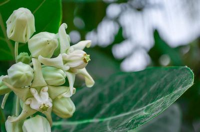 Close-up of flowers against blurred background