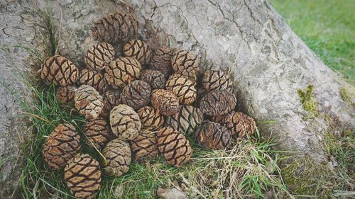 High angle view of pine cones below tree at field