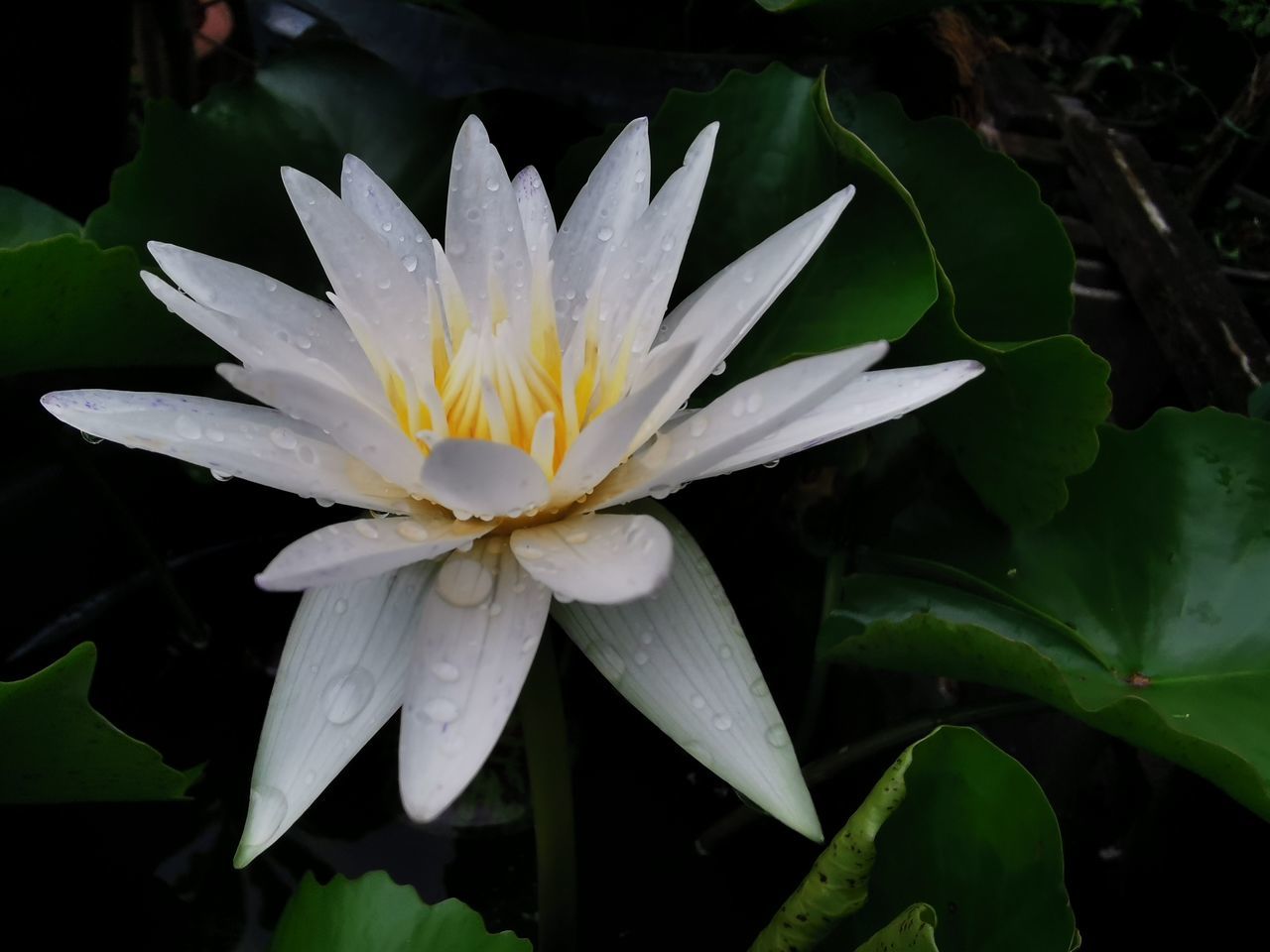 CLOSE-UP OF WET WHITE ROSE FLOWER