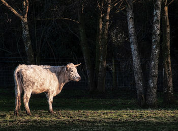 Cow standing in a forest