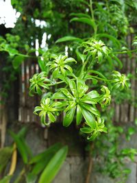 Close-up of plant