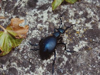 High angle view of insect on rock