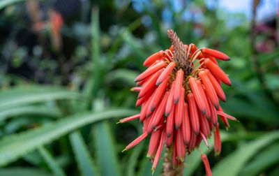 Close-up of red flower