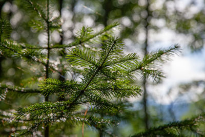 Spruce branch in the forest on a blurred background.