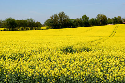 Scenic view of oilseed rape field against sky