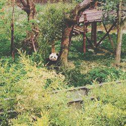 Plants growing in yard