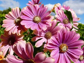 Close-up of pink flowering plants