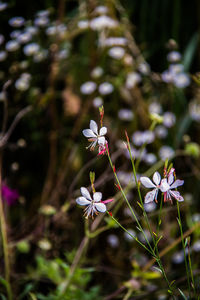 Close-up of white flowering plant on field