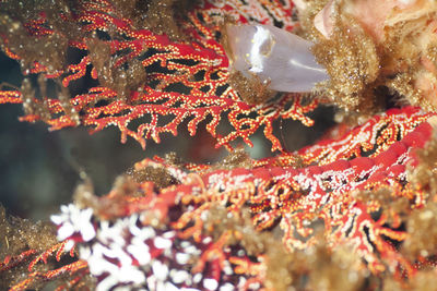 Close-up of fish swimming in sea