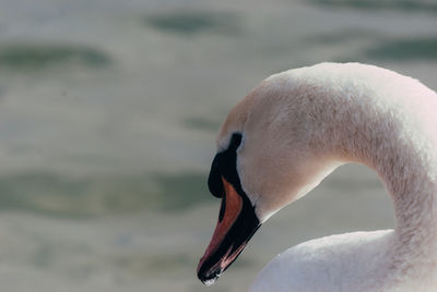 Close-up of swan in lake