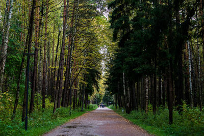 Road amidst trees in forest