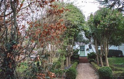 Footpath amidst trees and plants against sky