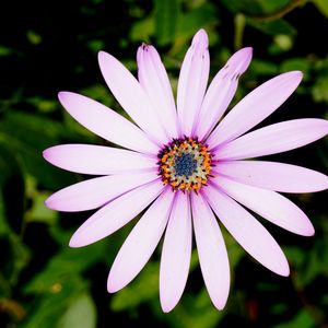 Close-up of flower blooming outdoors