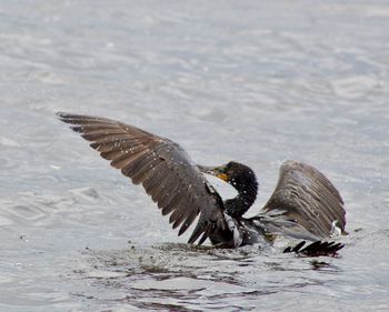 Birds flying over lake