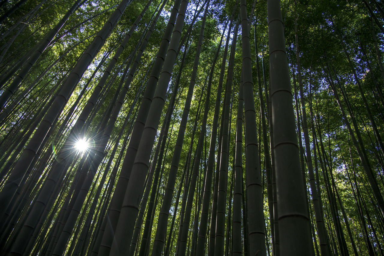 LOW ANGLE VIEW OF SUNLIGHT STREAMING THROUGH TREE TRUNKS