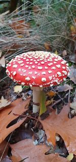 High angle view of mushroom growing on field