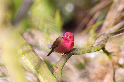 Close-up of bird perching on branch