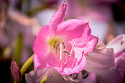 Close-up of pink flower