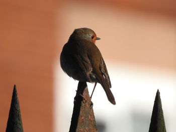 Close-up of bird perching on wood