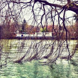 Bare trees by lake