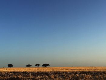 Hay bales on field against clear blue sky