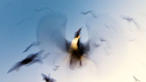 Low angle view of seagull flying against clear blue sky