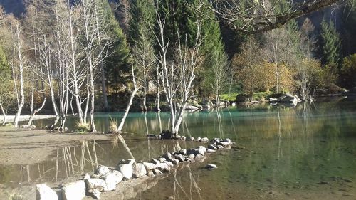 Scenic view of lake in forest