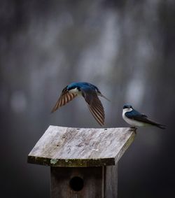 Close-up of bird on wooden post