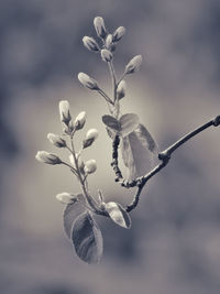 Close-up of white flowering plant