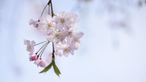 Close-up of cherry blossom