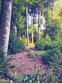 Trees in forest