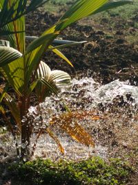 Close-up of plants against water