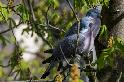 Close-up of parrot perching on branch