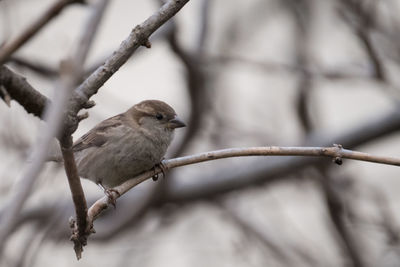 Close-up of bird perching on branch