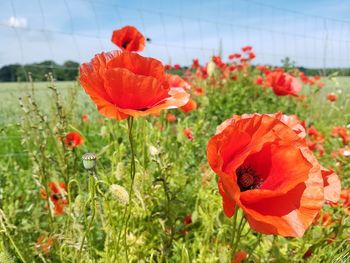 Close-up of red poppy flowers in field