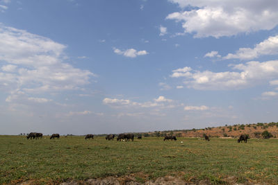View of sheep on field against sky