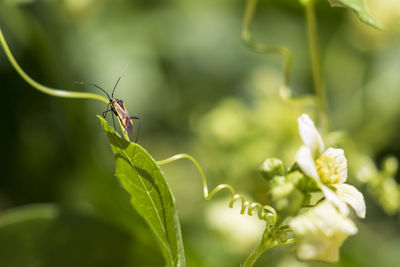 Close-up of insect on flower