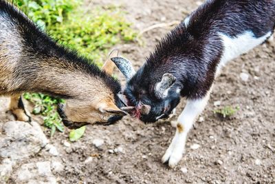 High angle view of goats fighting on field