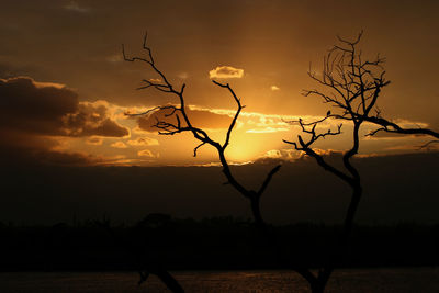 Silhouette bare tree against sky during sunset