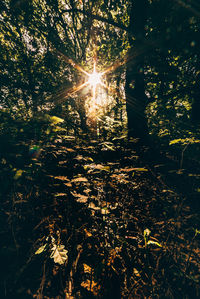 Trees in forest